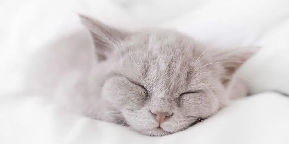 purina-porque-siempre-esta-durmiendo-mi-gato (2).jpg